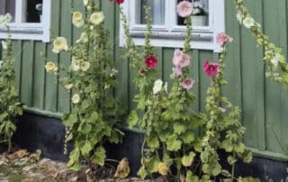 Wachstum trotz widrigen Umständen - Foto © Angela Indermaur