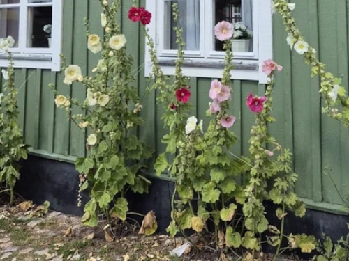 Wachstum trotz widrigen Umständen - Foto © Angela Indermaur